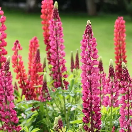 Ballinacourty House Bed & Breakfast Tipperary